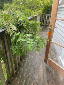 Overgrown around the decking