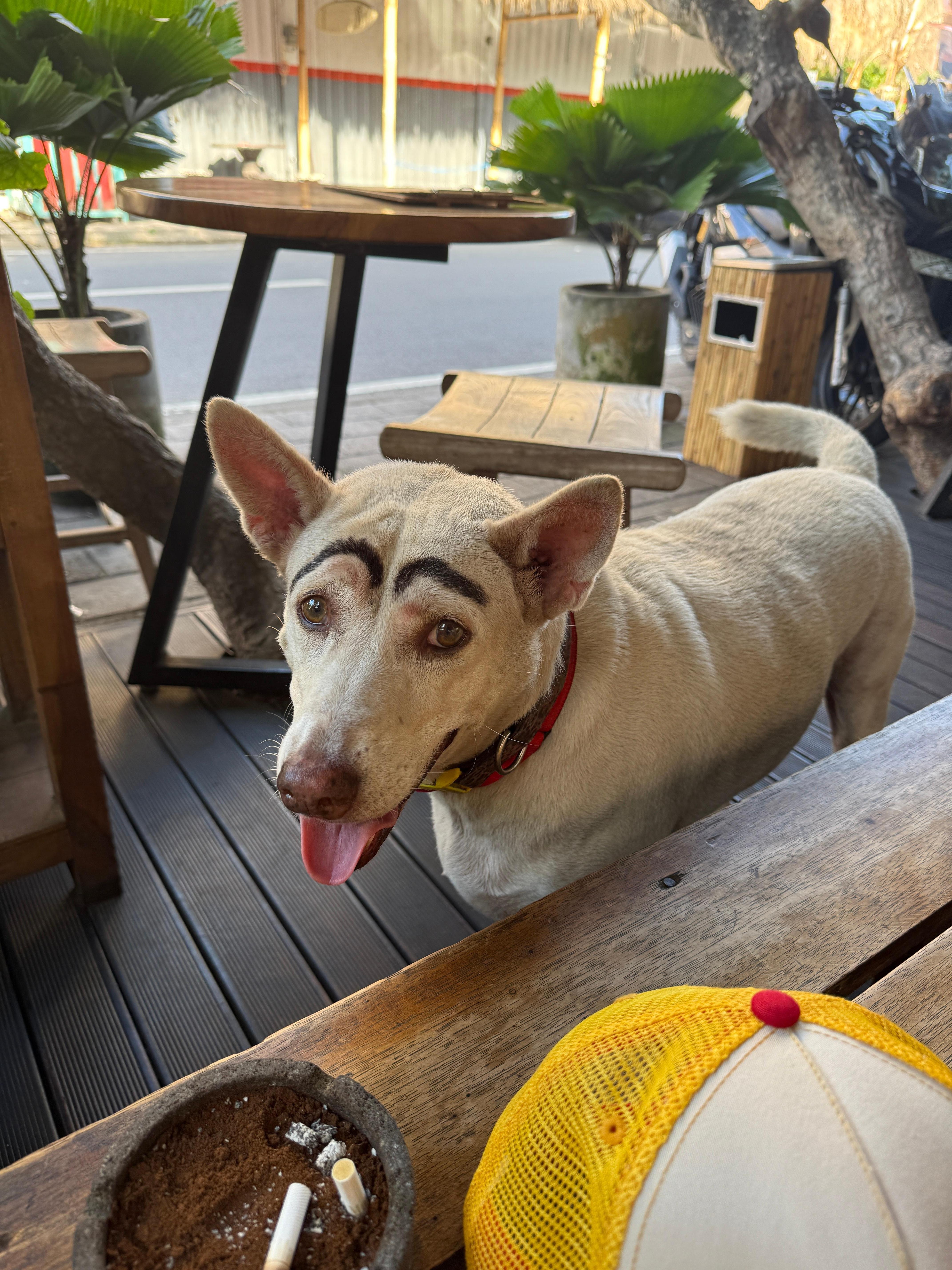 Absolutely loved the dog experience