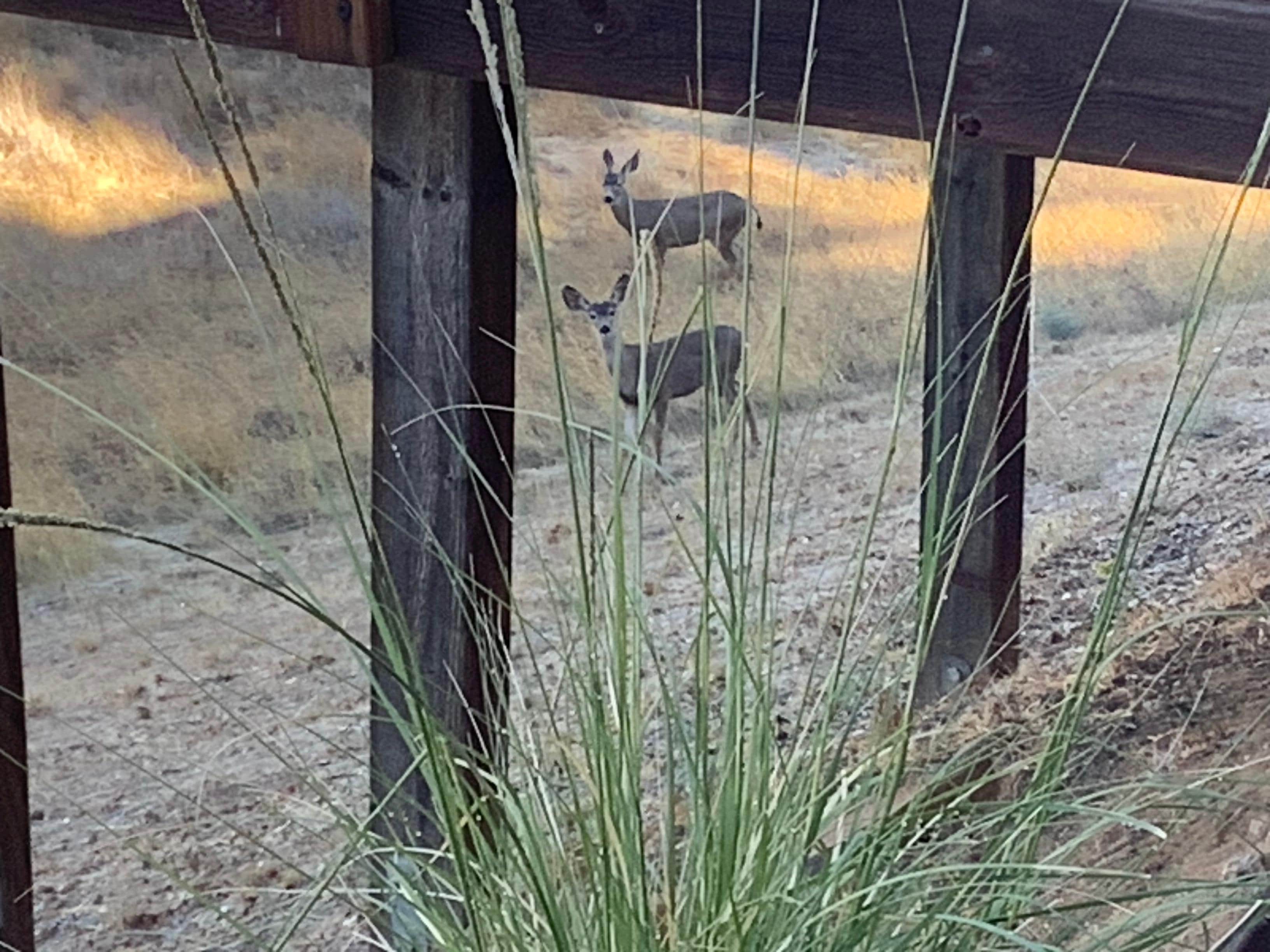 Deer behind property