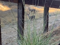 Deer behind property