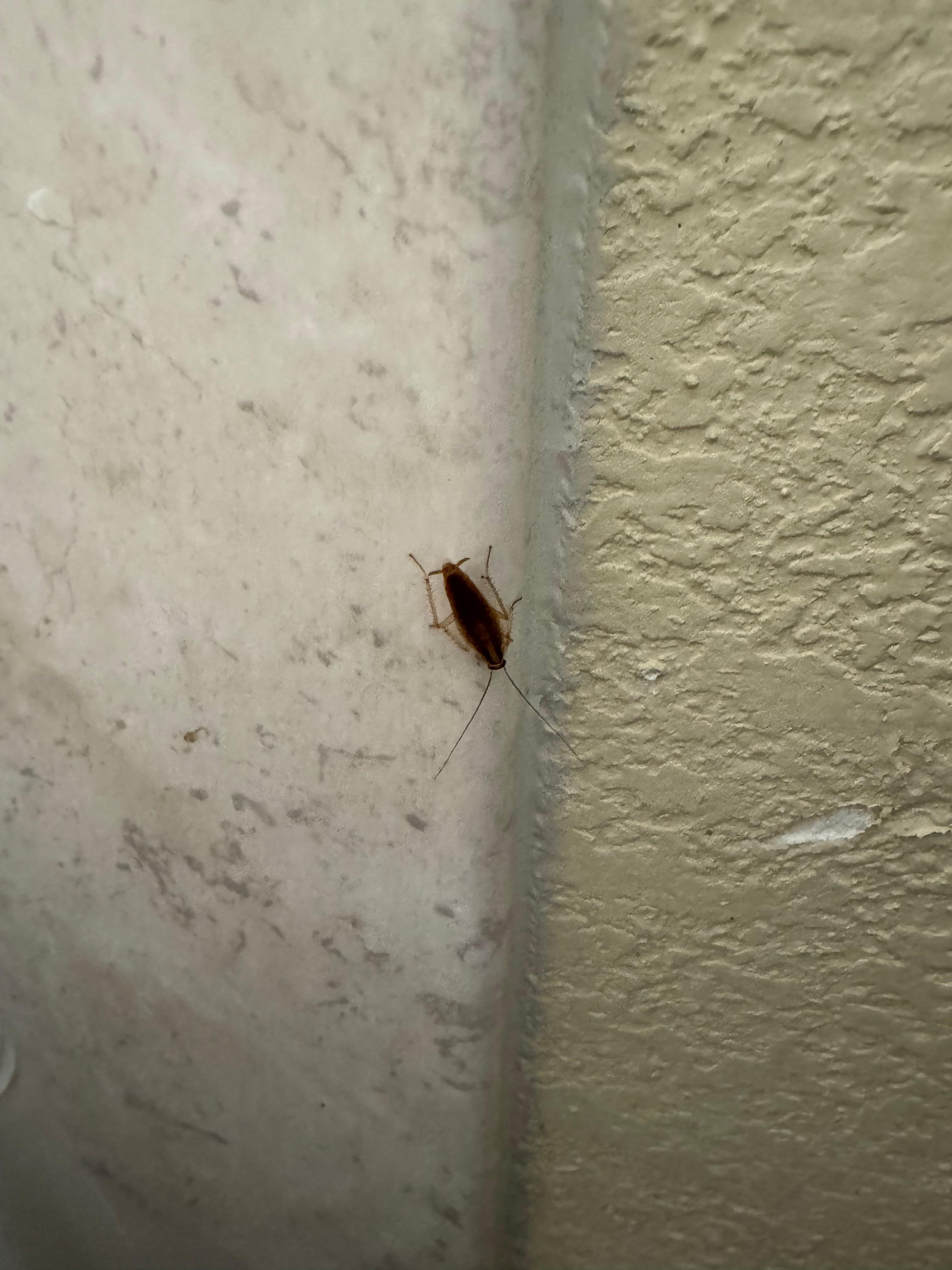 Cockroach in the bathroom.