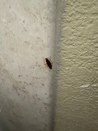 Cockroach in the bathroom.