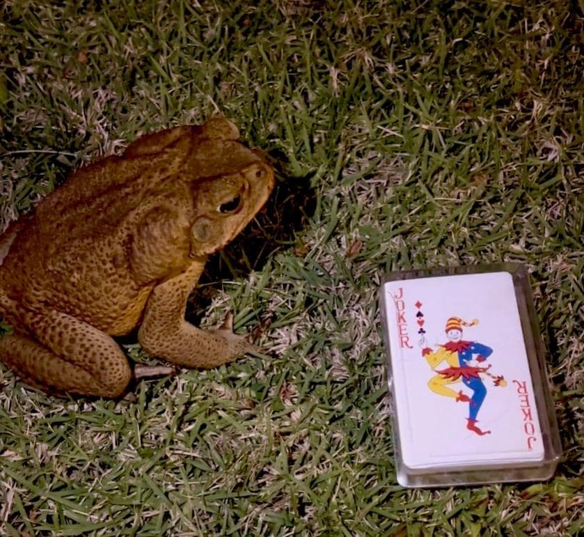 Cane toads, so be careful if you have a dog don’t let it out at night.