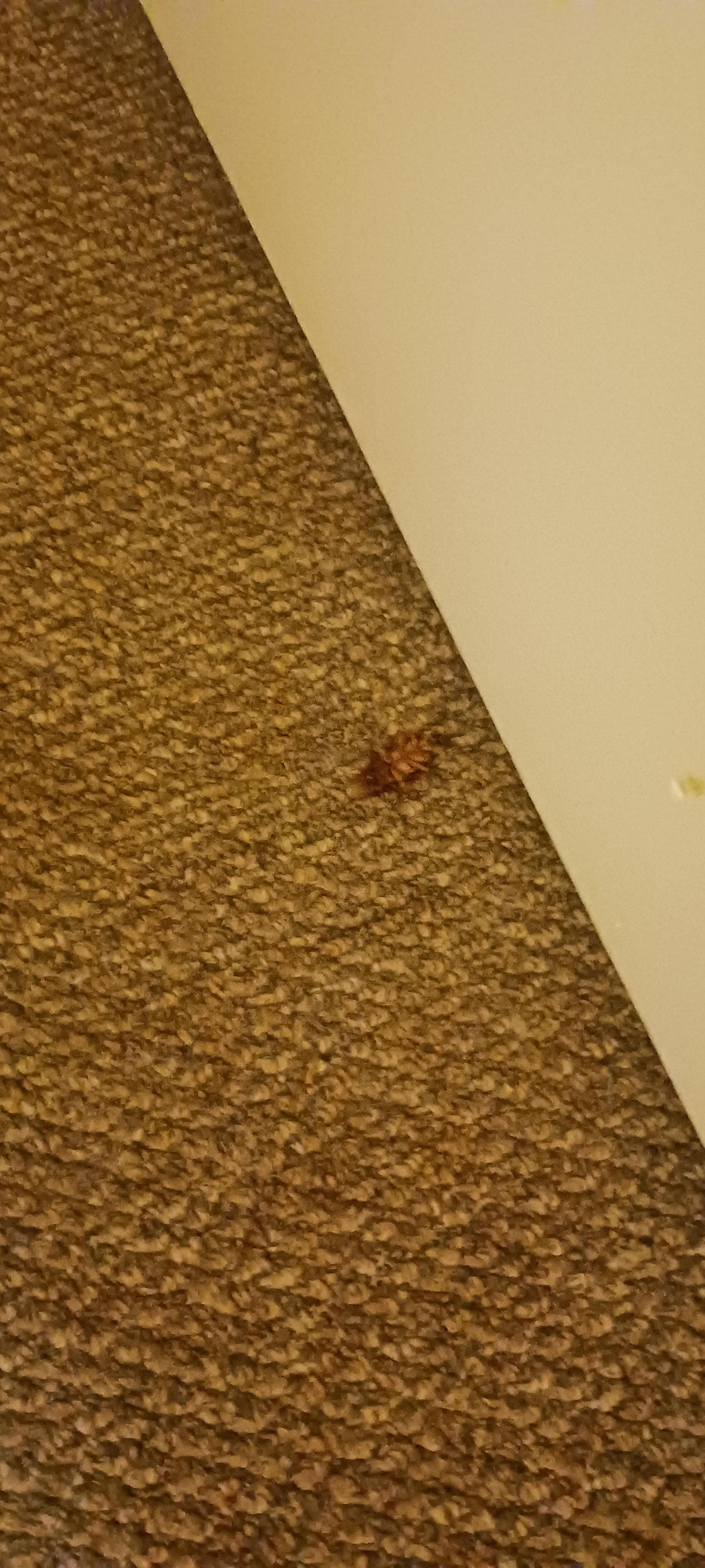 Dead cockroach in room.