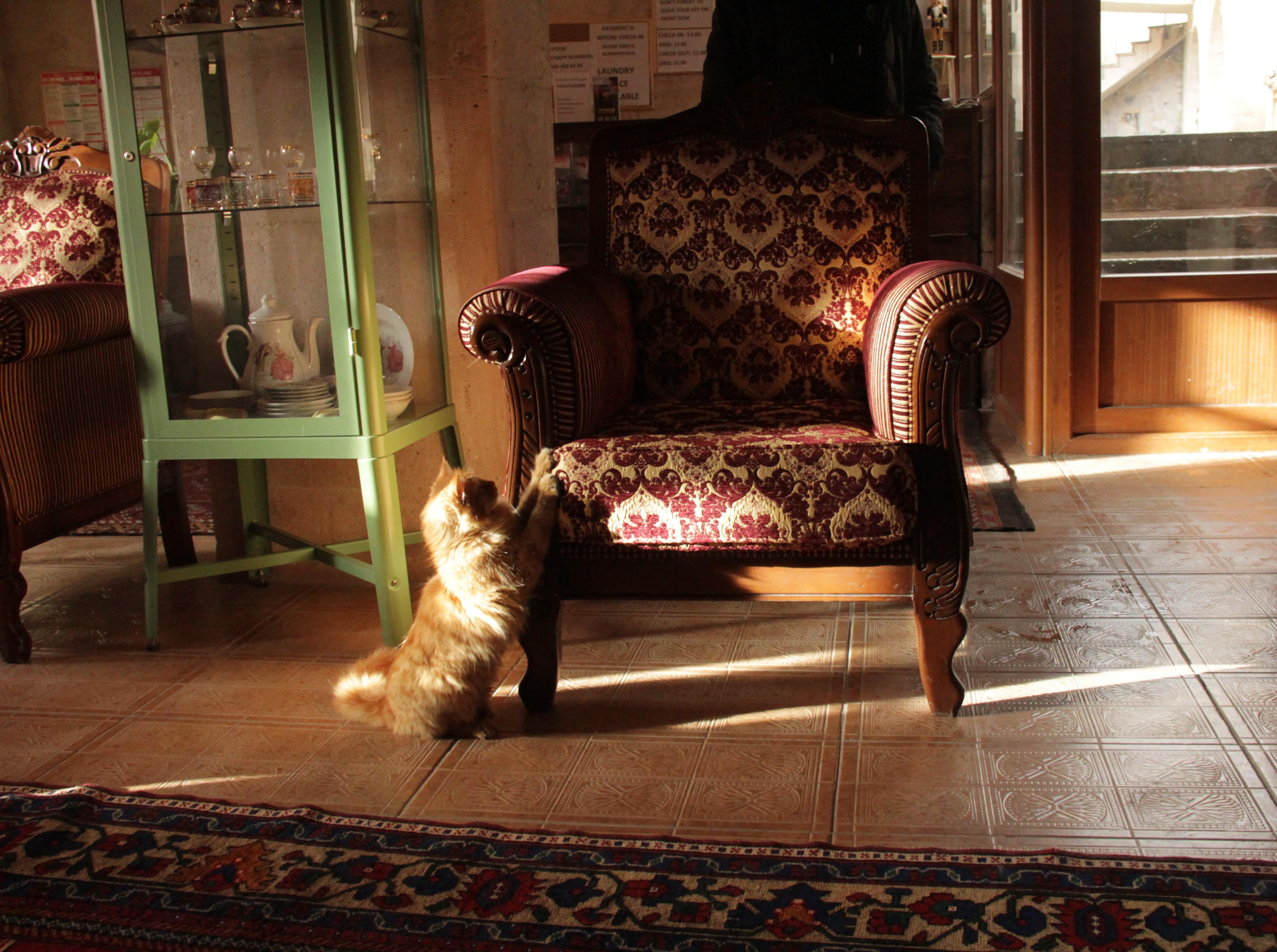 Ayrıca otelin resepsiyonunda sizi çok tatlı bir kedi karışılıyor