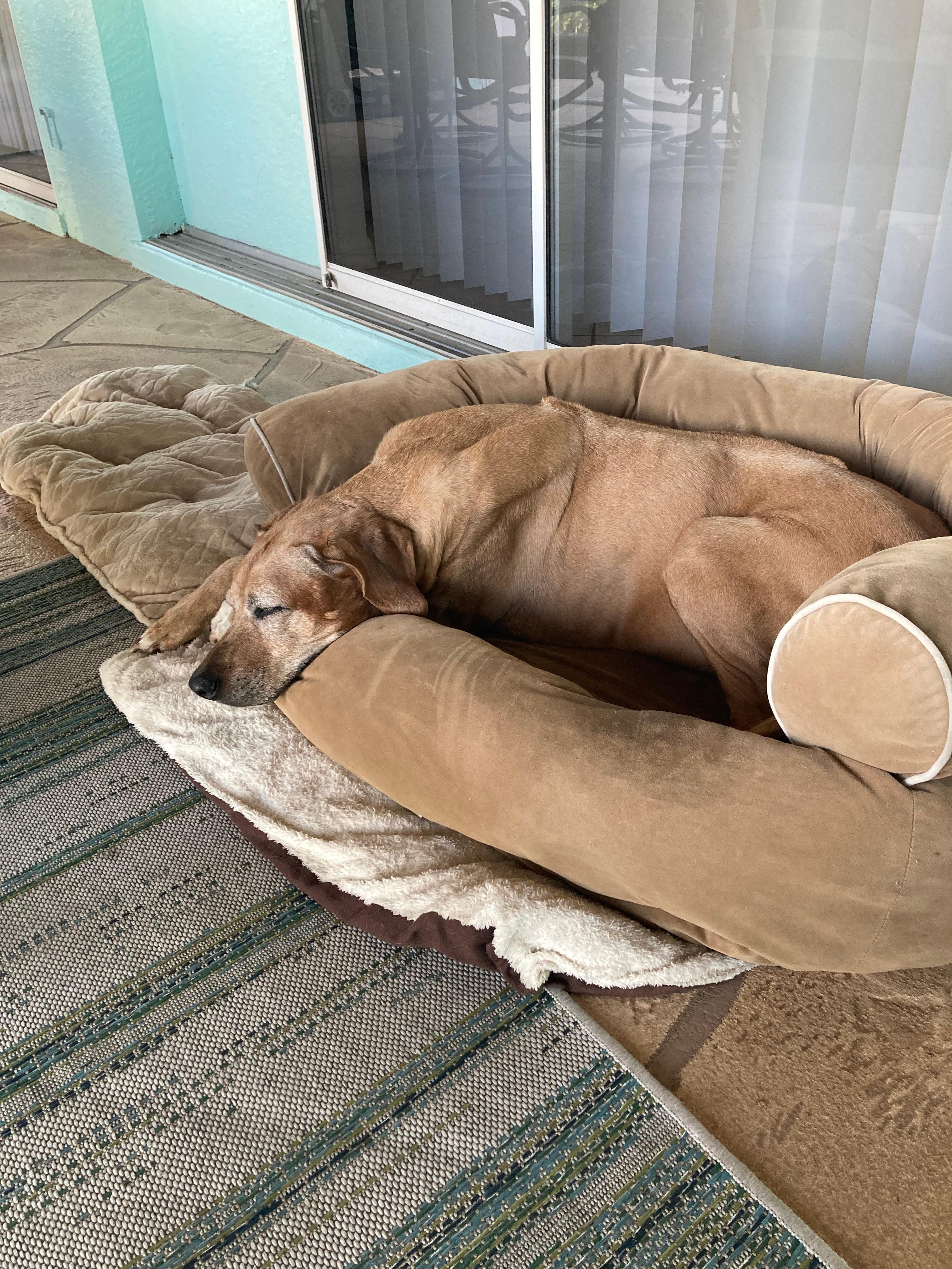 Our dog Zuri loved the lanai also