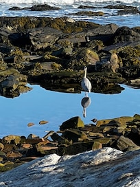 Great blue heron in front of the house
