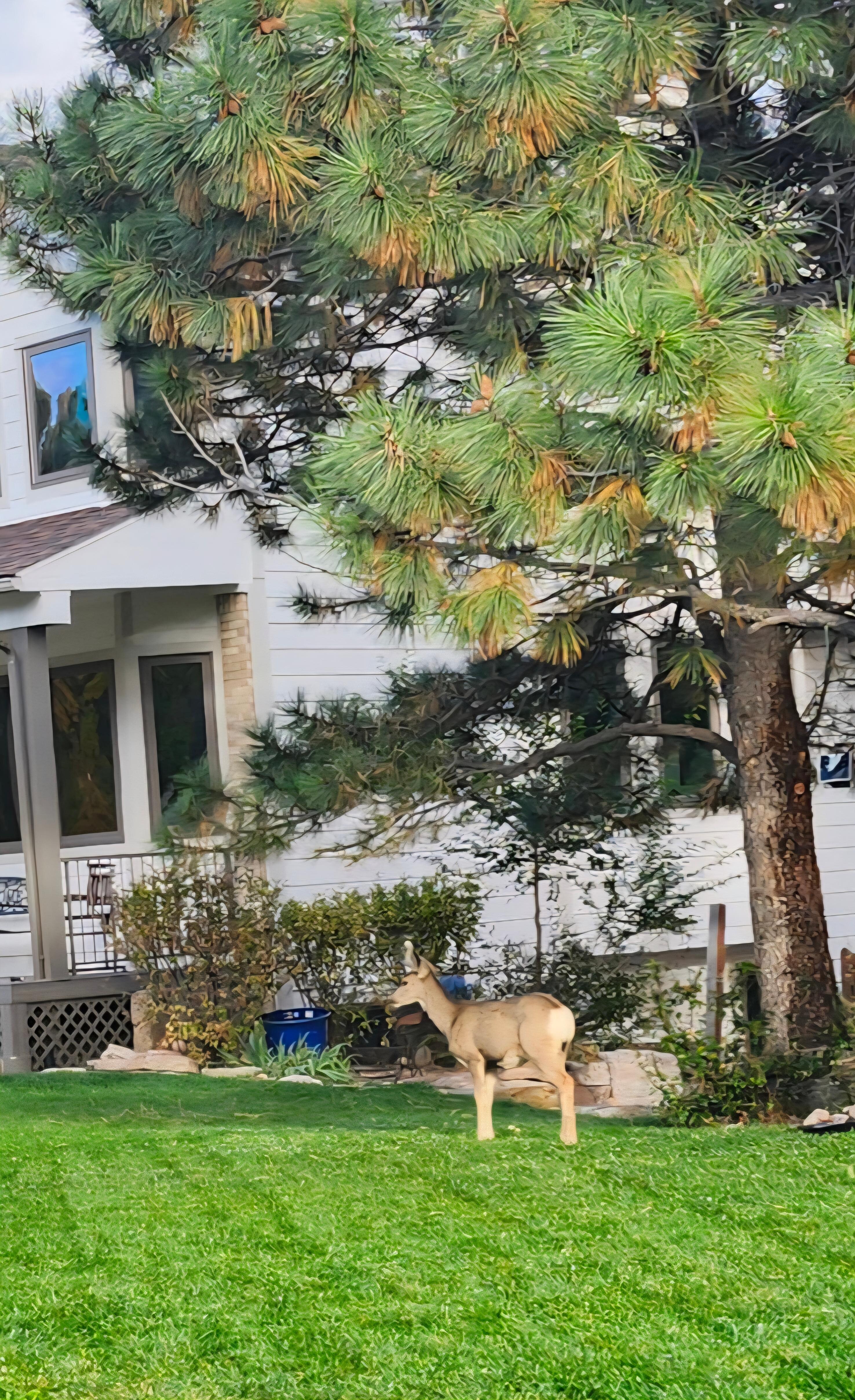 Mule deer in the neighborhood 