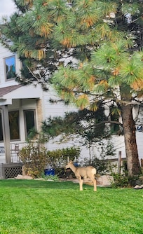 Mule deer in the neighborhood