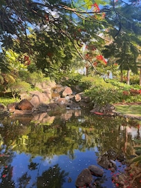 Koi pond