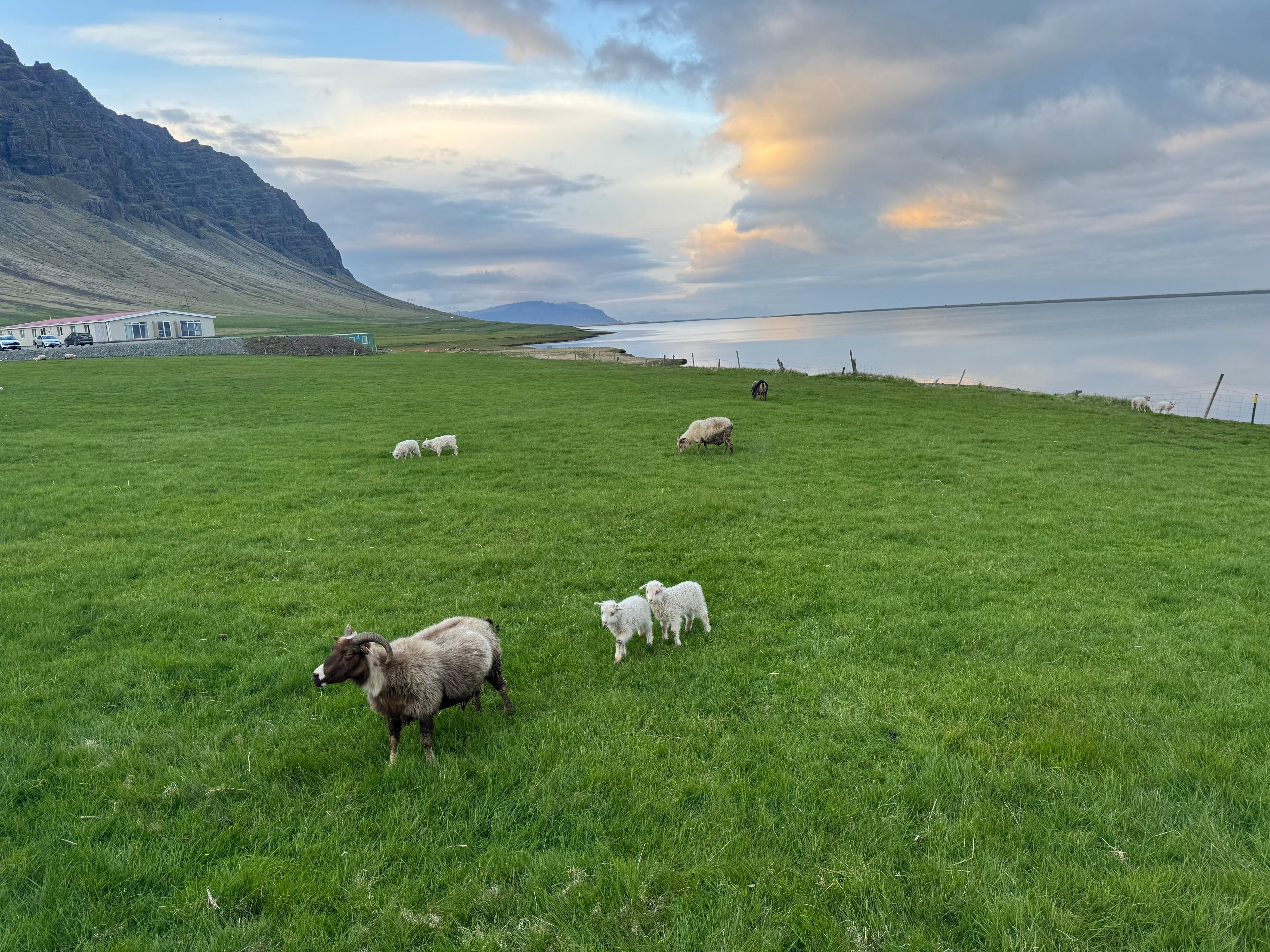 Beautiful
Views of ocean shores, mountains and sheep pasture.