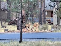 Deer just across the street.