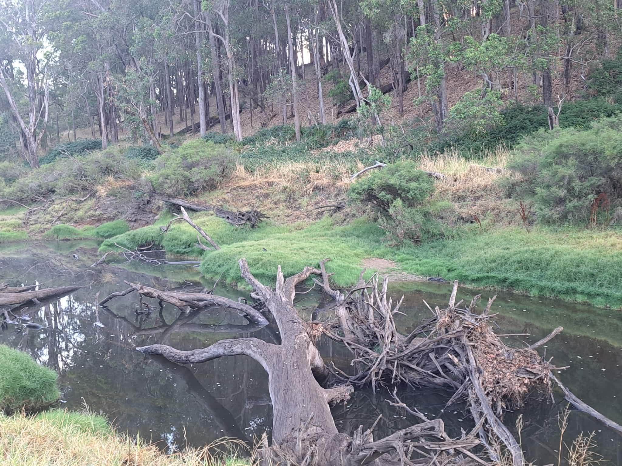 Over the years many trees get washed down the river