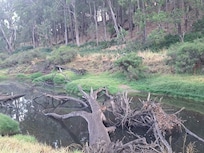 Over the years many trees get washed down the river