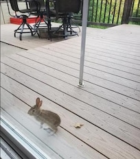 deck bunny at slider