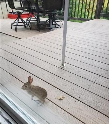 deck bunny at slider 