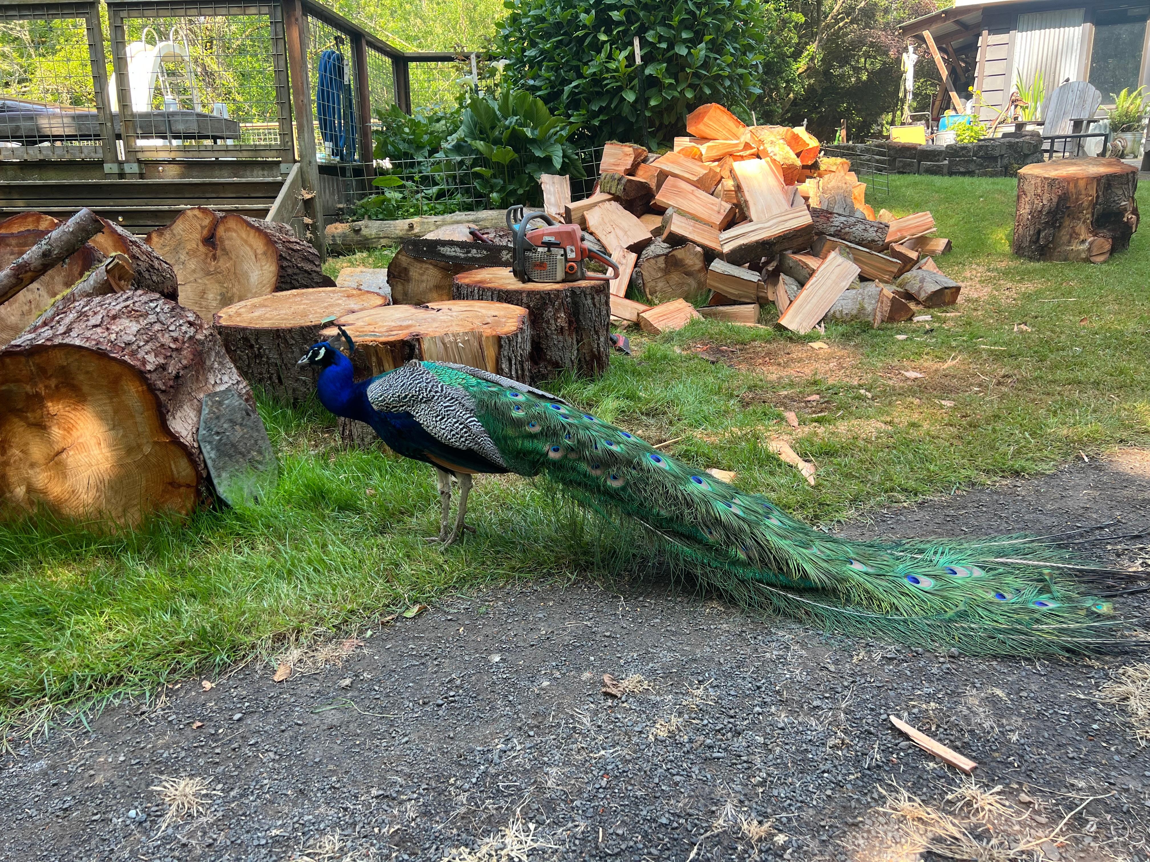 Peacock checking himself out in the mirror