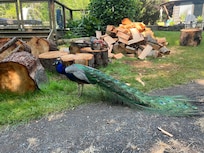 Peacock checking himself out in the mirror