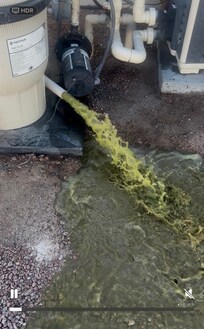 When they came and started to try to clean the pool. DISGUSTING