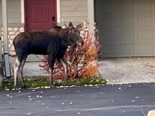 Moose across from the townhouse in the early morning looking for food.