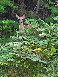 Doe from the back deck