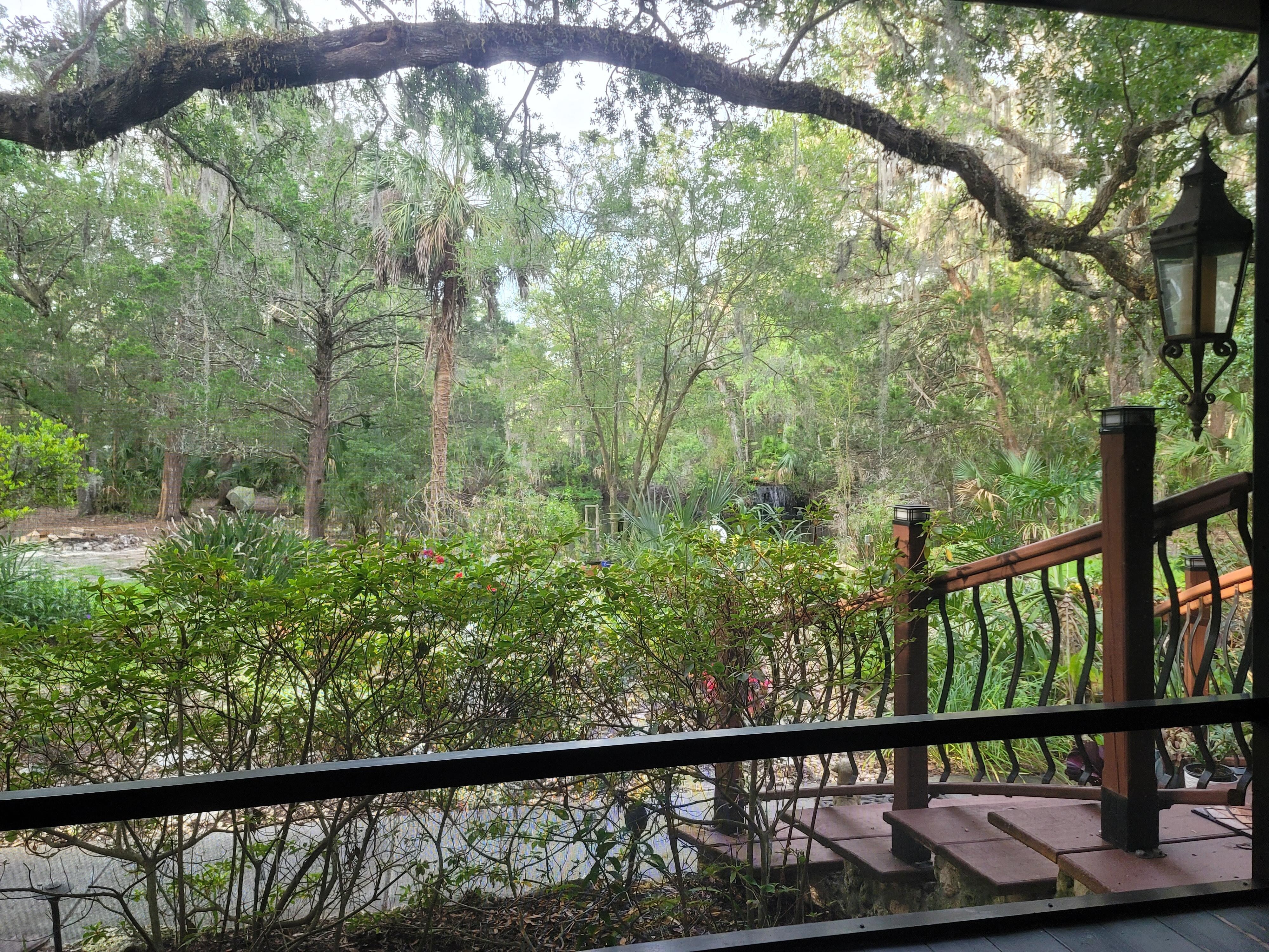 Morning view of the pond.
