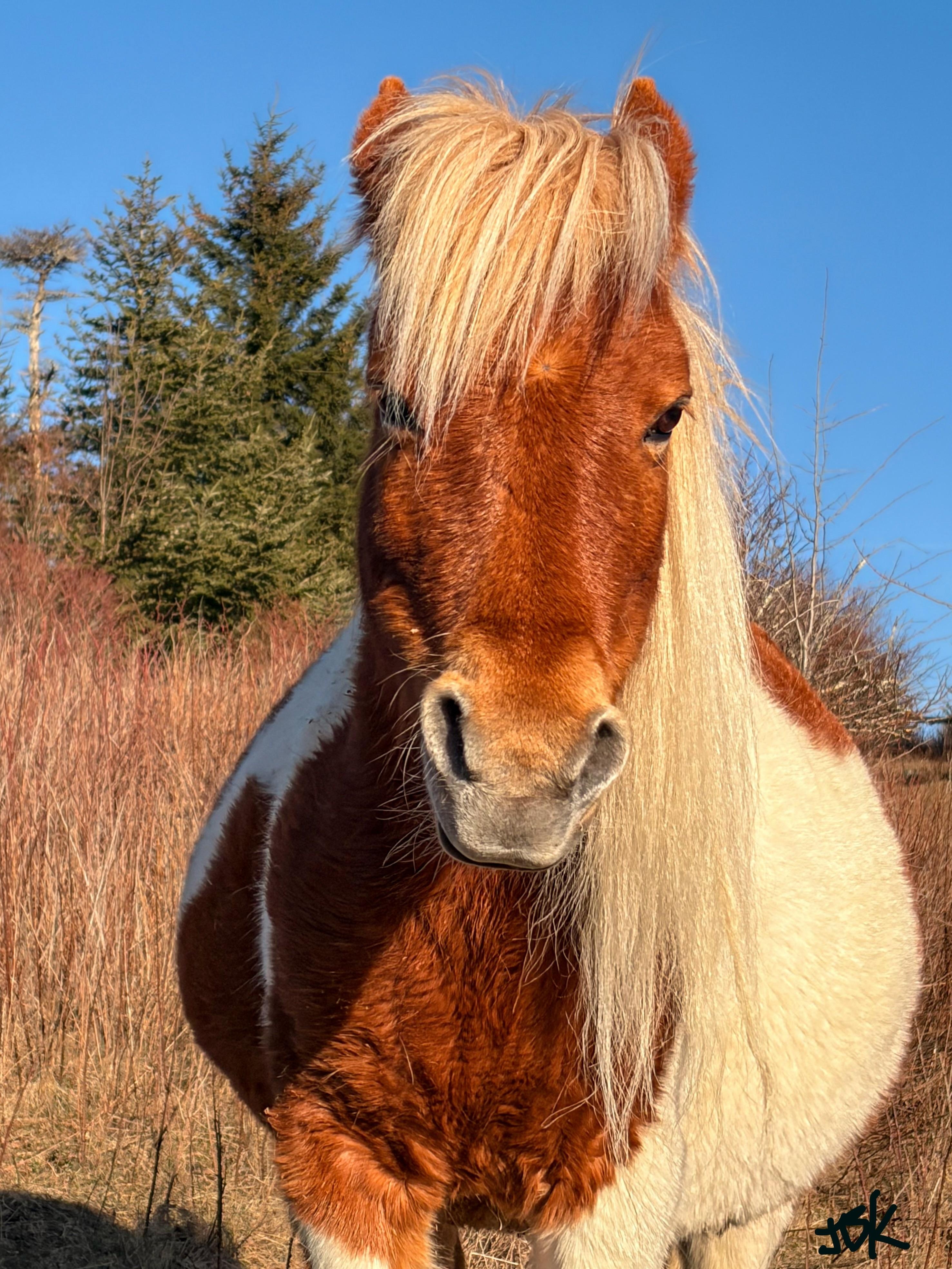 Grayson Highlands State Park, which is 20 minutes away. Easy drive from the cabin…