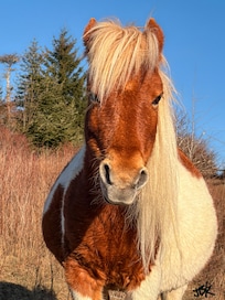 Grayson Highlands State Park, which is 20 minutes away. Easy drive from the cabin…
