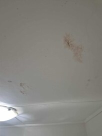 Mould on ceiling