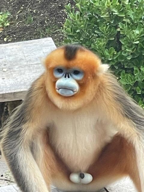 Singe doré à tête Bleu