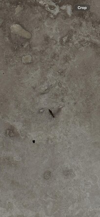 Earwigs in bathroom