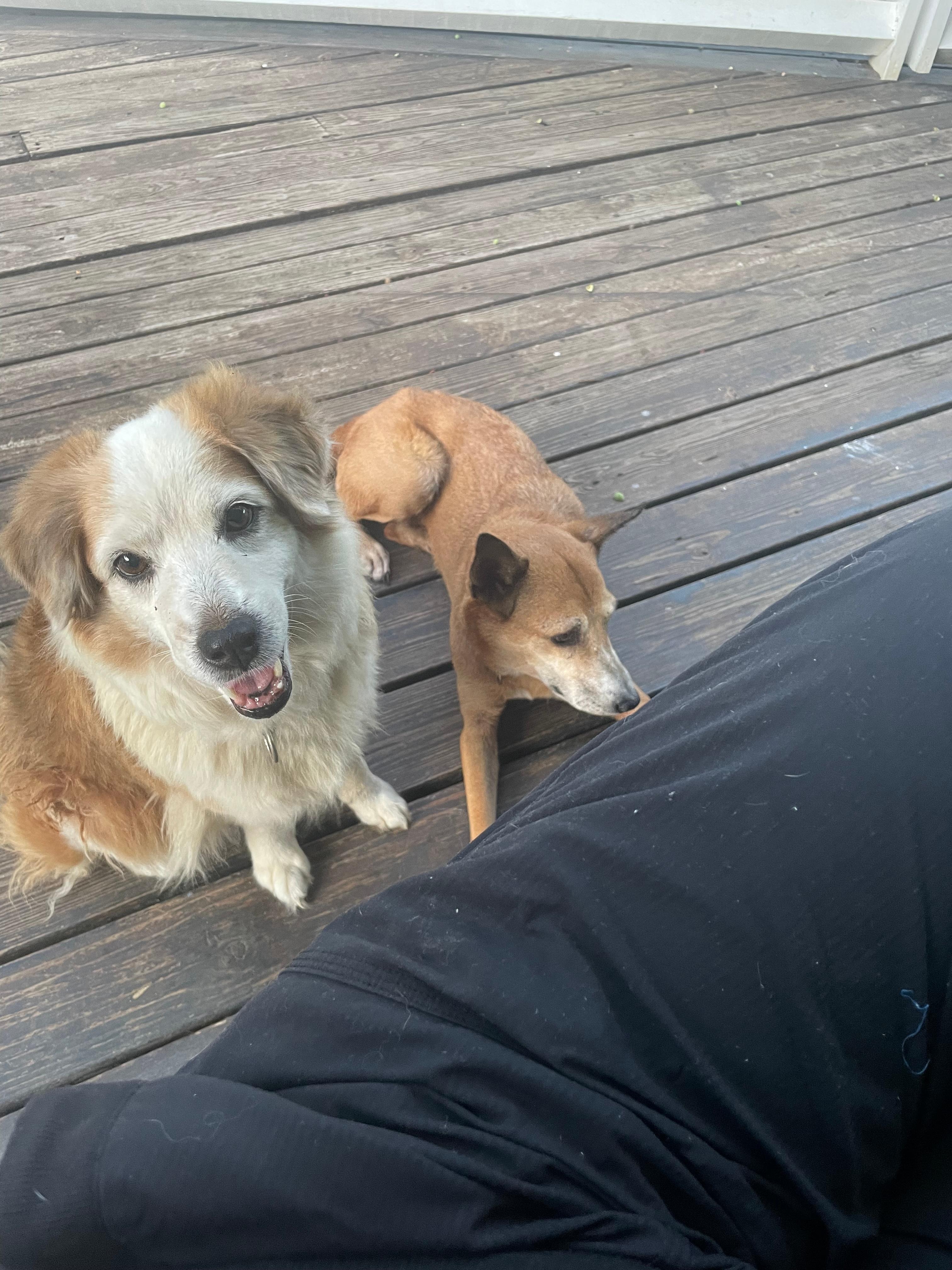 The yard dogs who loved getting pets and love.