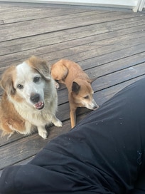 The yard dogs who loved getting pets and love.