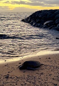 Cove next to Kihei boat ramp