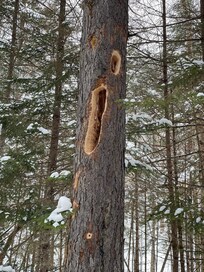 Fresh pileated woodpecker holes