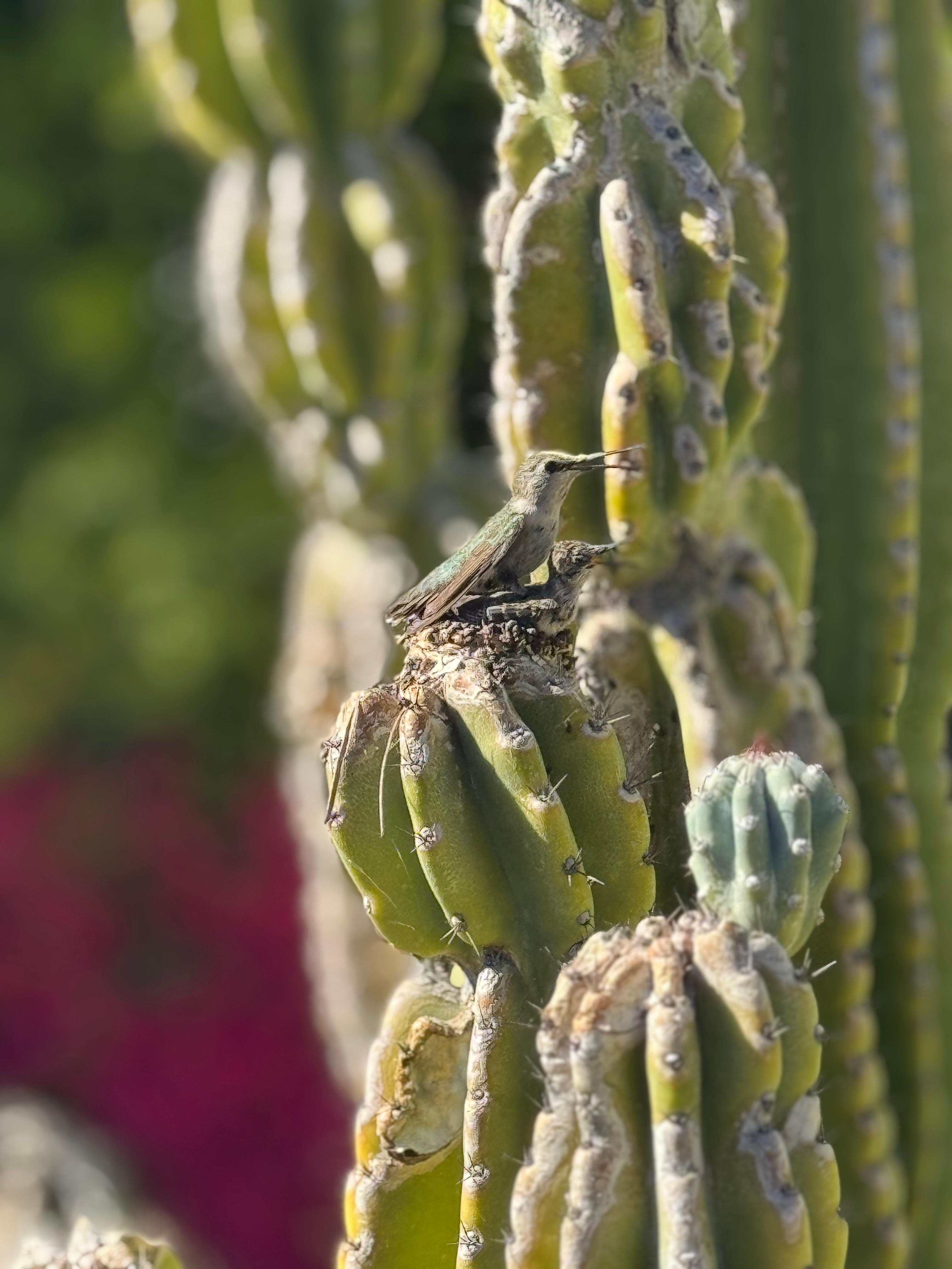 We were fortunate to follow humming bird hatchlings through the course of our stay!