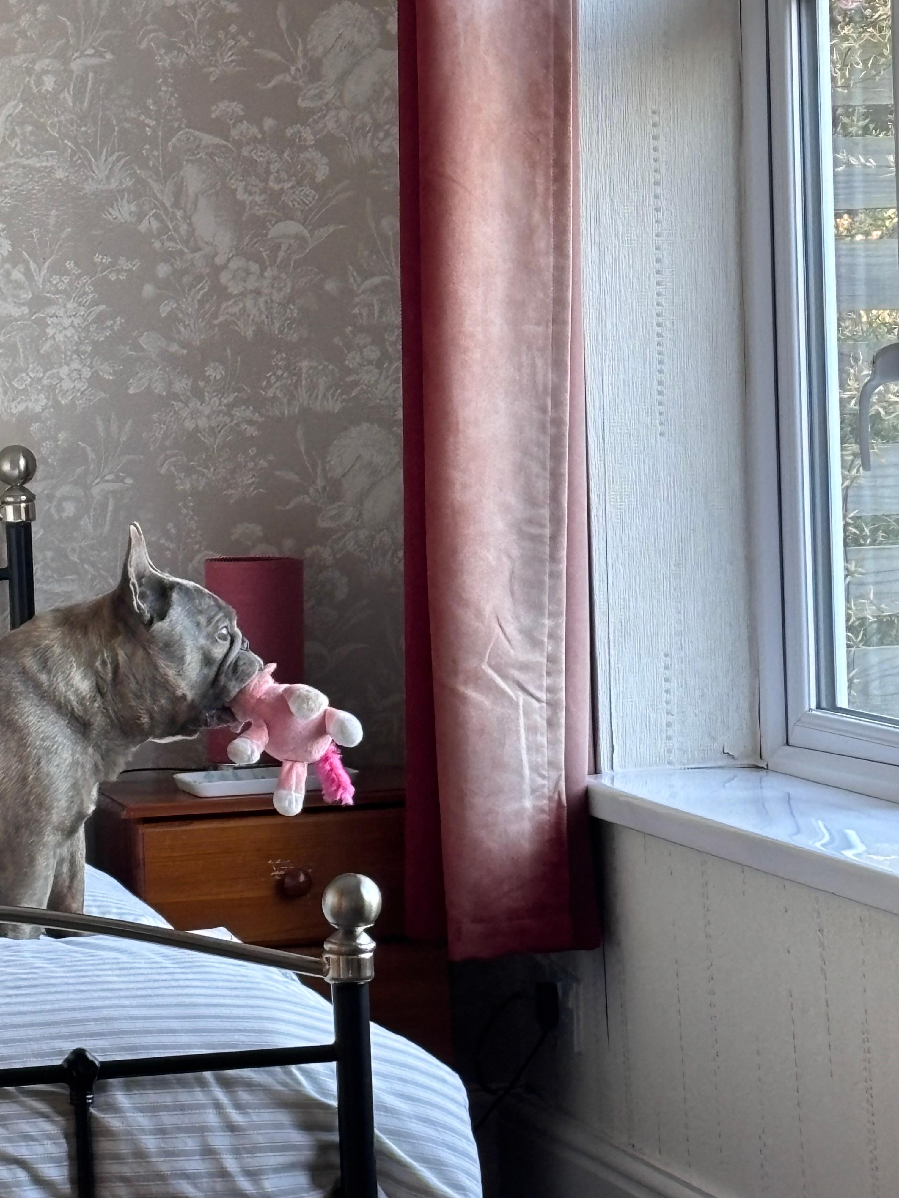 My dog was made very welcome 