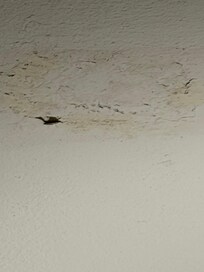 Mold/water damage