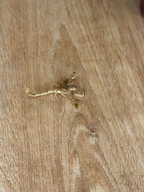 This is one that I killed chasing me.