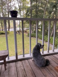 Daisy looking out from the porch