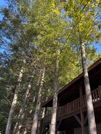 Cabin view