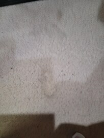 Carpet stains in main living area