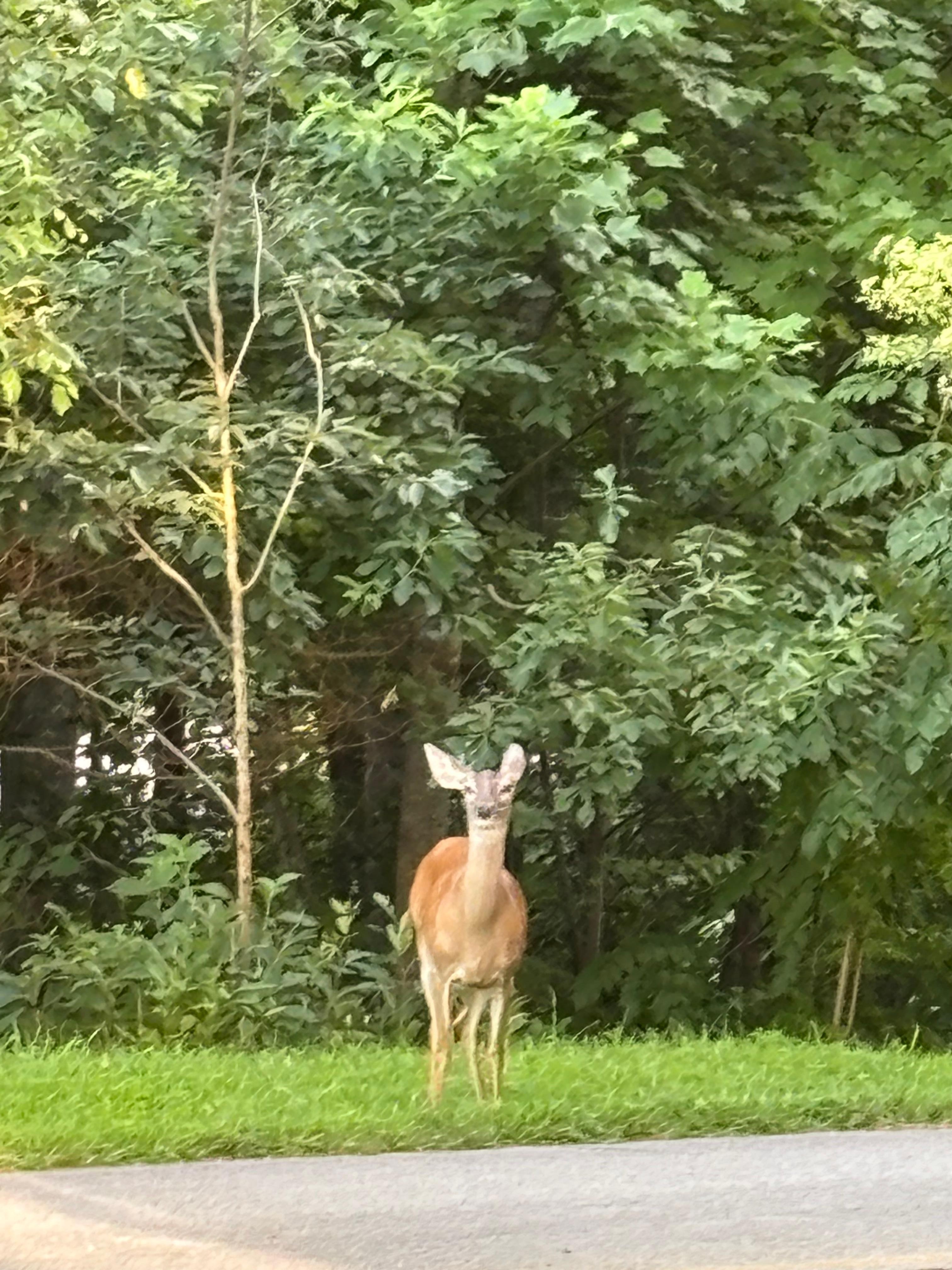 Backyard wildlife