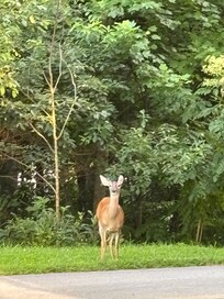 Backyard wildlife