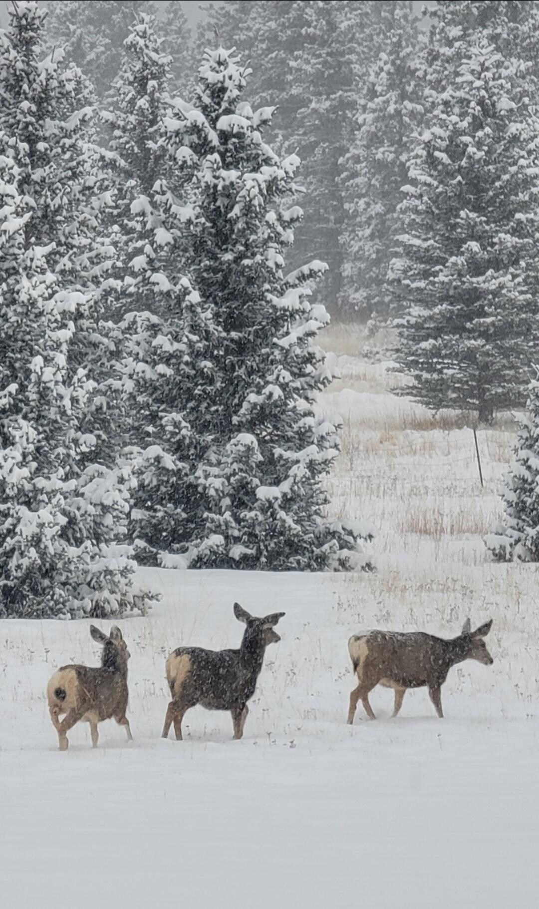 Mule deer walking between our house and the neighbors
 Does it get any better?! 