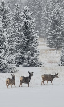 Mule deer walking between our house and the neighbors
Does it get any better?!