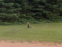 2foxes were playing outside our room