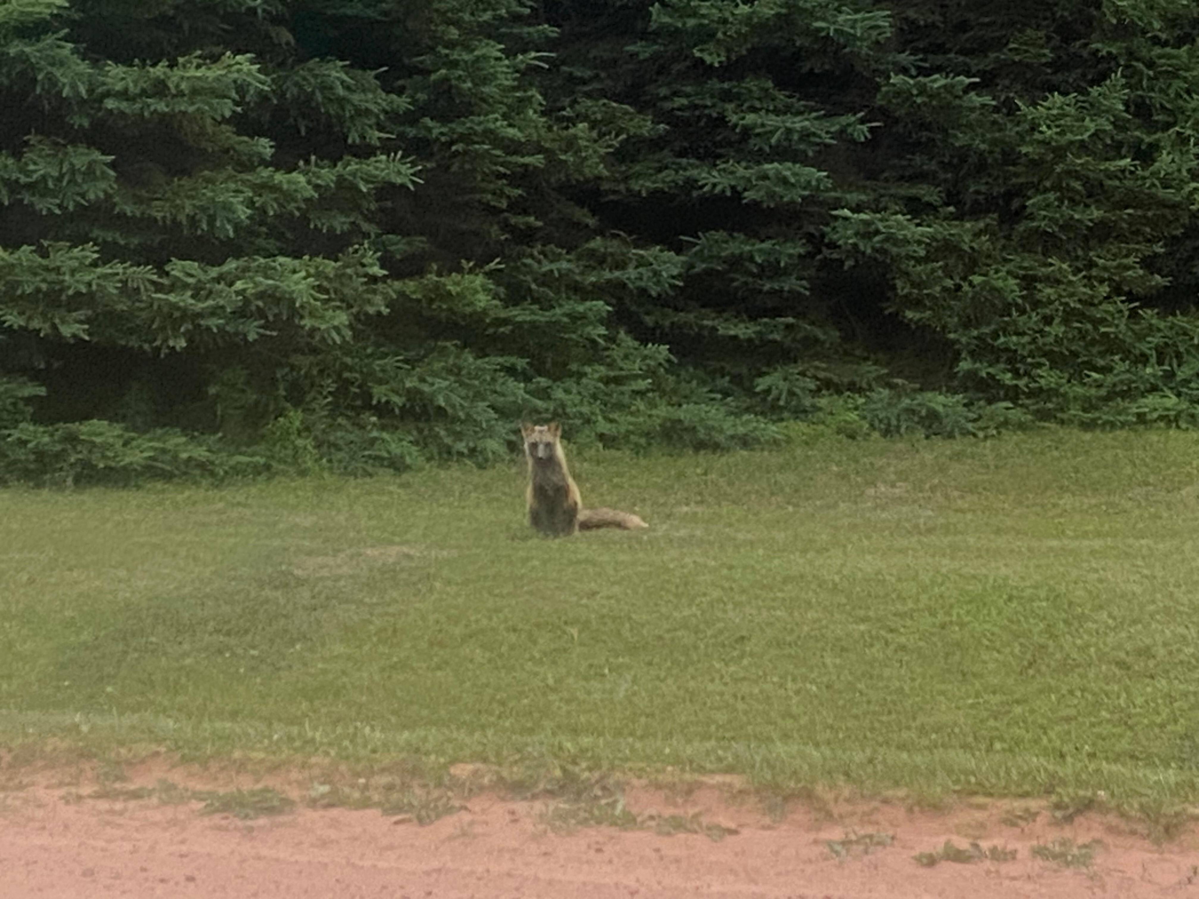 2foxes were playing outside our room 