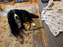 Love that you are pet friendly! RĂŒdi loved long walks in the deep snow!