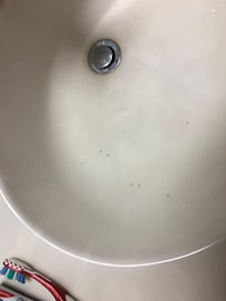 ANTS